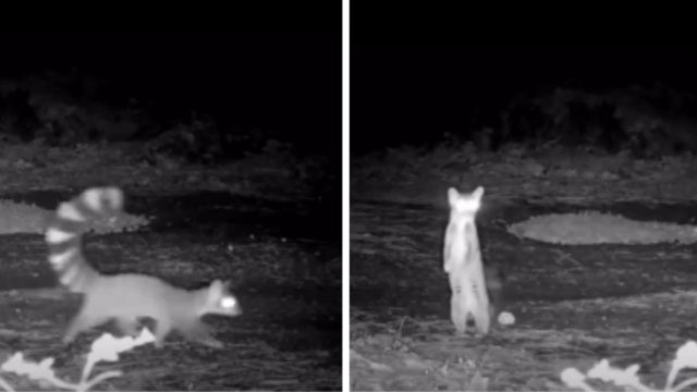 Unveiling the Mysterious Ringtail: A Unique Wallpaper Experience | paling gacor slot, poker online v