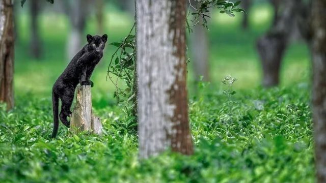 Discover the Allure of Rare Black Panthers in Their Natural Habitat