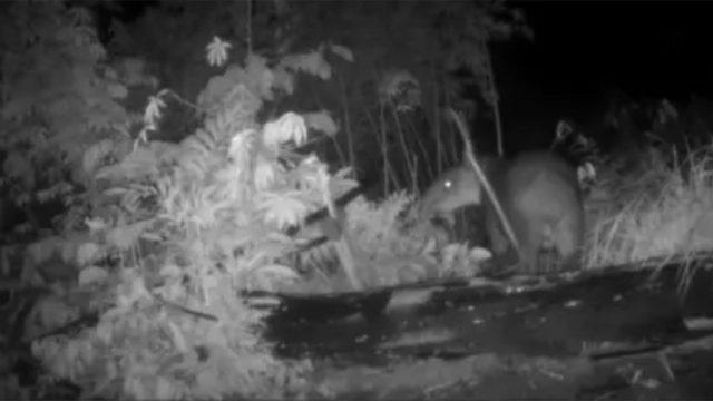 Captivating Nature: The Beauty of Camera Traps in Wildlife Photography