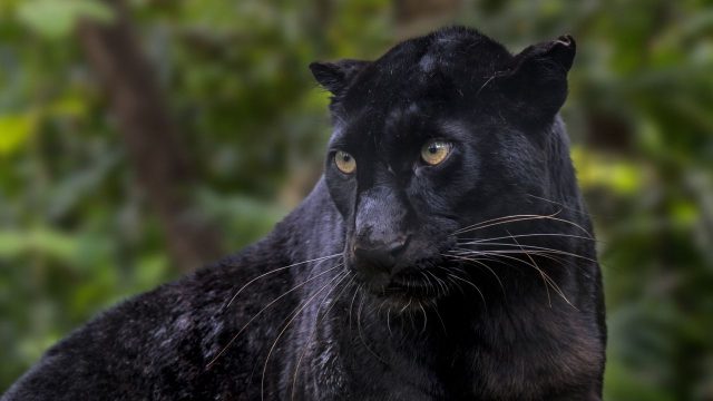 Capturing the Elusive Beauty of Melanistic Indian Leopards