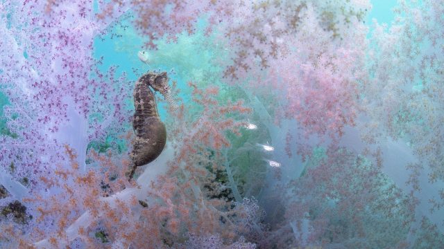 Capturing the Ethereal Beauty of Rare Underwater Life | worldsporting bet, slots empire no deposit bonus free spins, high stakes betting sites, rtp slot dewagg, jilong slot