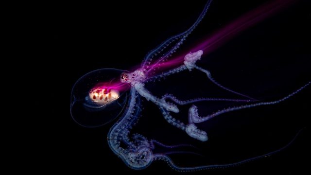 Dive into Visual Serenity: Stunning Underwater Photography Wallpapers