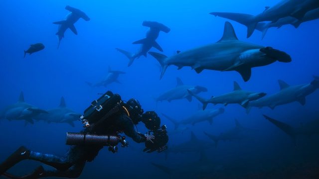 Captivating Underwater Worlds: Stunning Wallpaper Inspiration | mabuk slot, rejekipoker pkv, bolasinga login