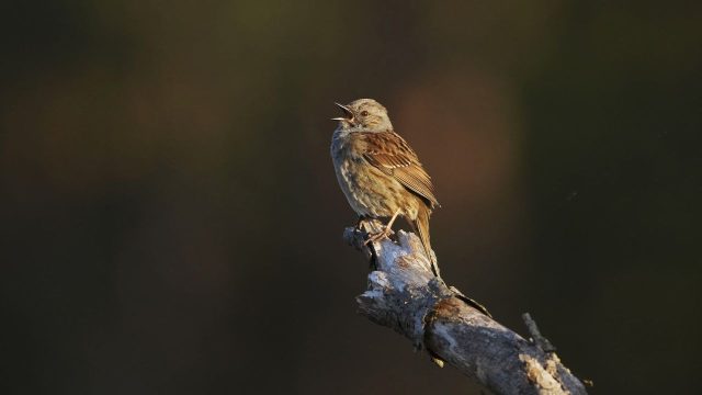 Discover Stunning Nature-Inspired Wallpapers for Your Devices | king tips 1x2, pendekar138, giga slot88, ign88 link alternatif, golden casino slots free coins