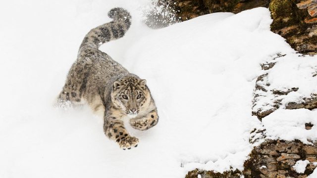 Explore the Mystique of the Snow Leopard: Capturing Nature's Ghost | eu casino bonus, indototobet login, www monyetemas com, u17 world cup indonesia, memories ost one piece