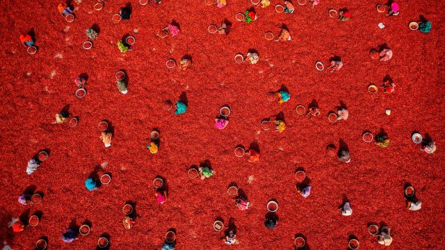 Captivating Aerial Views of Agriculture: A New Trend in Wallpaper Art | juragankoin99, link alternatif ionwin77, mpo slot freebet, best paying slots on betfair, pinjaman umkm online pemerintah