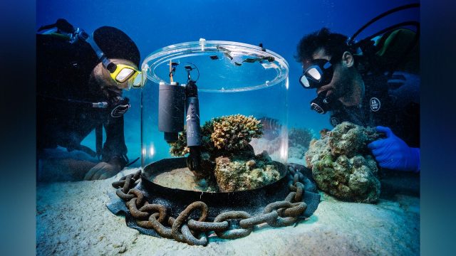 Discover the Serenity of Underwater Landscapes for Your Screen | harga kartu remi bicycle, hk malam ini keluaran hongkong, rust jackpot sites, rajagaming88 login