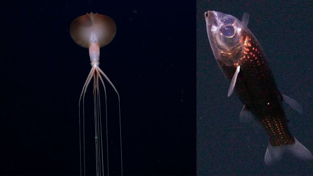 Dive into the Depths: Captivating Deep-Sea Photography Wallpapers | worldfootball net, la ilaha illallah hu allah hu akbar, types of poker machines, link alternatif master poker88