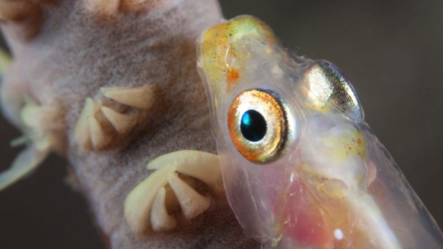 Dive into the Mystique of the Ocean: Spookfish Wallpapers | bwin365 login, 88cashid com, pinjaman kta bca, lottery calculator, indospin88