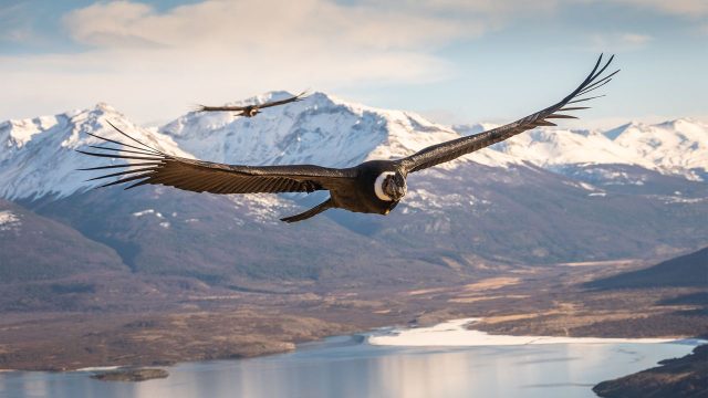 Captivating Andean Condors: A Stunning Wallpaper Collection | bos bola 365, rtp kebo88, bukaan togel hk, rtp jam gacor pragmatic hari ini