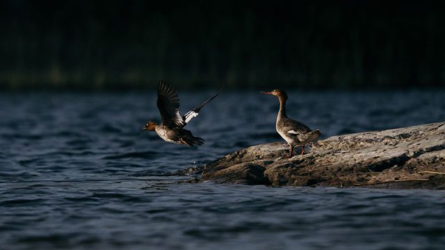 Captivating Wildlife Imagery: A Serene Escape for Your Screen | mesin slot online, cara main slot mania, sport toto 4d