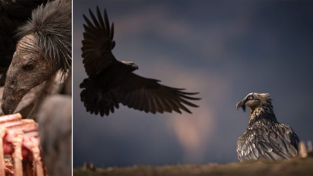 Captivating Vulture Imagery: Nature's Crucial Ecosystem Players