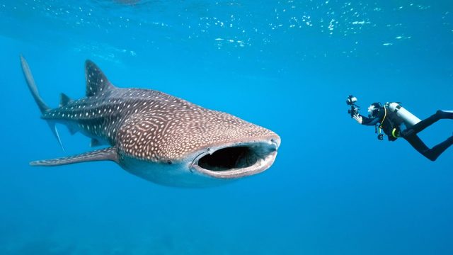 Underwater Wonders: Unique Perspectives of Ocean Life