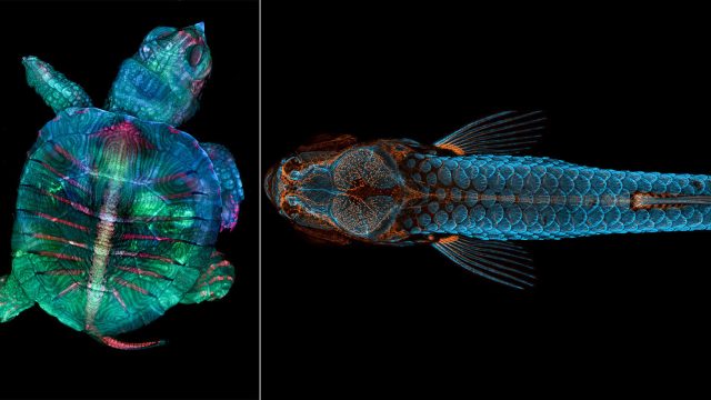 Explore the Enigmatic World of Photomicrography Wallpapers