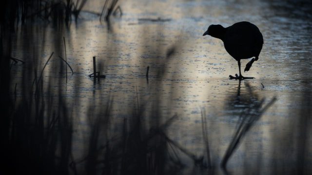 Timeless Nature: Capturing Serenity in Every Frame