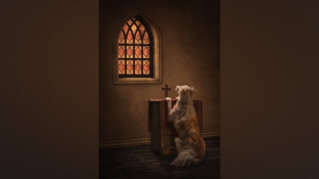 Captivating Canine Moments: A Winning Photography Theme