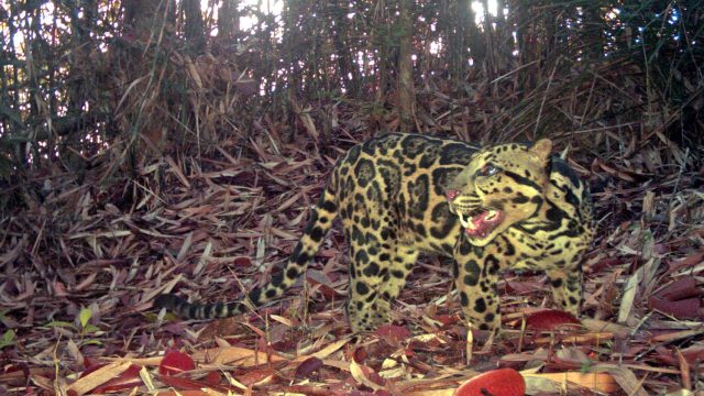 Captivating Moments: The Enigmatic Sunda Clouded Leopard Unveiled