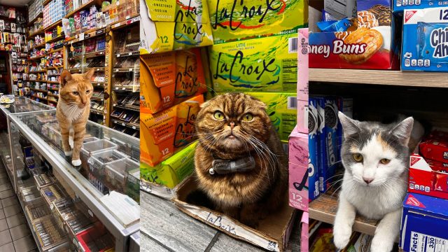 Charming Bodega Cats: A Visual Exploration for Your Screens