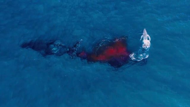 Stunning Aerial Views of Nature: Humpback Whales in Focus