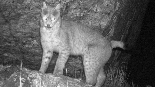 Discover the Majestic Eurasian Lynx in Stunning Himalayan Views