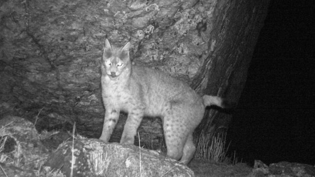 Captivating Wildlife: Stunning Wallpapers of the Eurasian Lynx