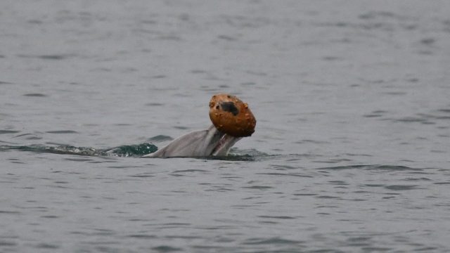 Captivating Dolphin Behavior: Nature's Rare Beauty in Focus