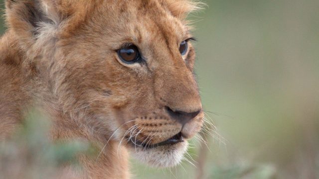 Transform Your Screen with Majestic Wildlife Wallpapers