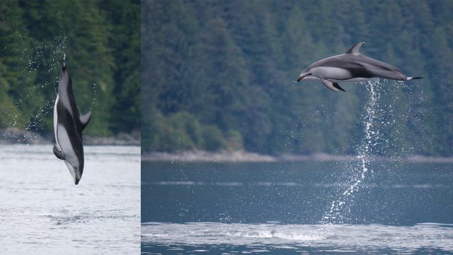 Dynamic Dolphin Dance: Captivating Oceanic Elegance
