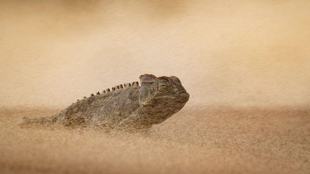 Captivating Wildlife: Stunning Backgrounds for Nature Lovers