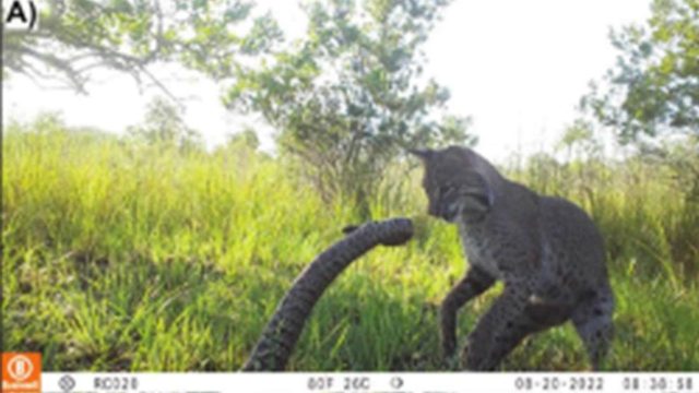 Captivating Wildlife Encounters: Nature's Power Unleashed
