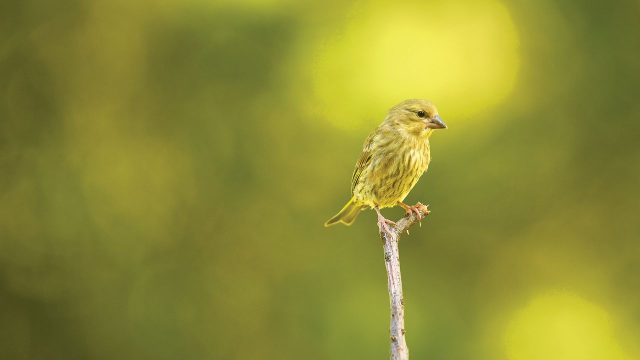 Capture the Essence: Stunning Visuals for Every Screen