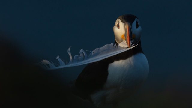 Exquisite Wildlife Captures: The Essence of Nature for Your Screen