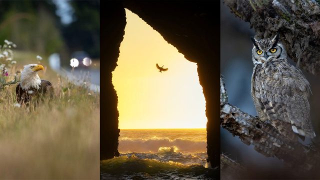 Captivating Bird Photography: A New Wave of Visual Inspiration