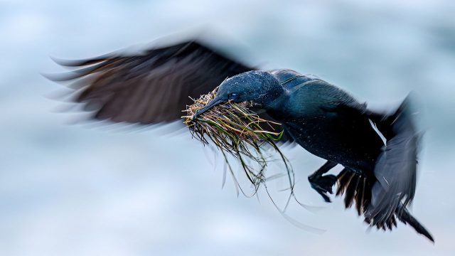 Captivating Bird Photography: A Visual Ode to Conservation
