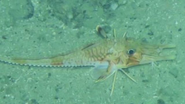 Discover Underwater Wonders: A Visual Dive into Marine Life
