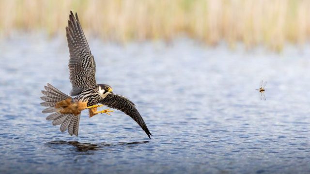 Captivating Nature: Stunning Wallpapers for Your Desktop and Phone