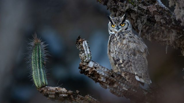 Discover the Enigmatic Beauty of Chile's Desert Landscape