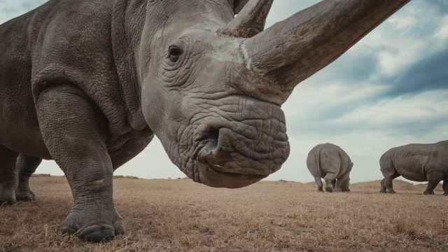 Capturing Humanity Through the Lens of Nature: A Wallpaper Journey