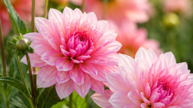 Captivating Floral Backgrounds: Embrace Nature's Palette | okepkv login, mesin slot link alternatif,