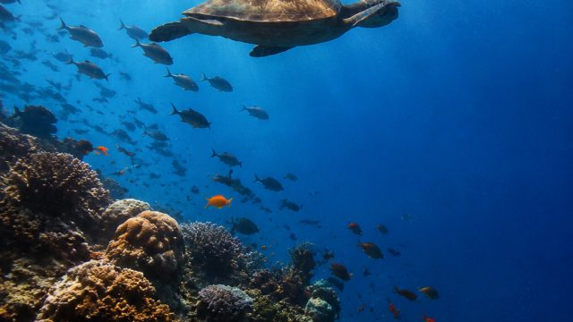Dive into the Depths: Stunning Ocean Life Wallpapers | alibaba slots, play online slot games, hw tot