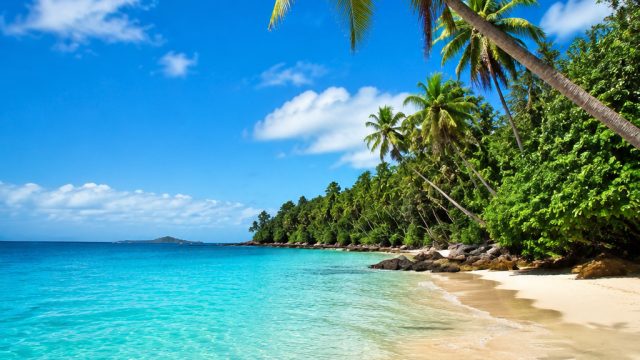 Embrace Serenity with Tropical Bliss: Stunning Wallpaper Collection | live score argentina reserve l