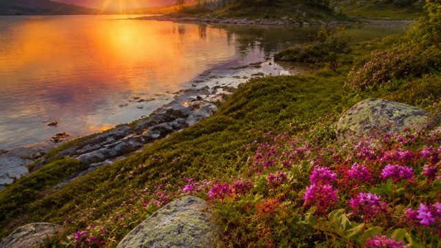 Vibrant Nature Scenes: Captivating Wallpaper Inspirations | oneplay slot77, amartha pinjaman, downlo