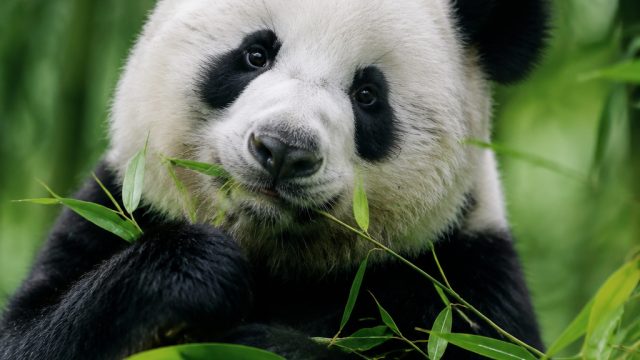 Captivating Panda Moments: The Perfect Wallpaper Theme | slot tanpa potongan deposit pulsa 2021, pg 
