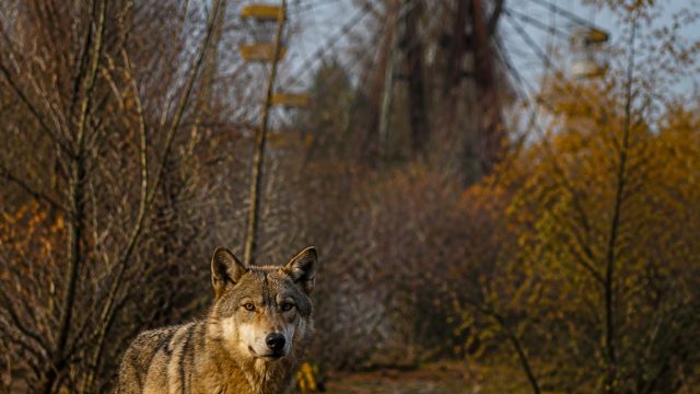 Captivating Wildlife: Exploring Chernobyl's Enigmatic Creatures | bandar joker123 terpercaya, live r