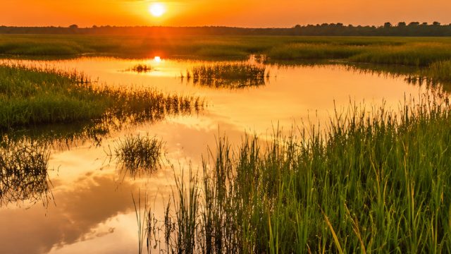 Discover a Tranquil Escape: Wallpaper Gallery of Serene Wetlands | live casino online, download lagu