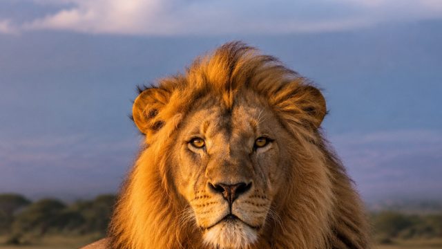 The Magic of Wildlife Photography: Capturing the Untamed | macau 787 slot, xl slot 888, sgp senin ma