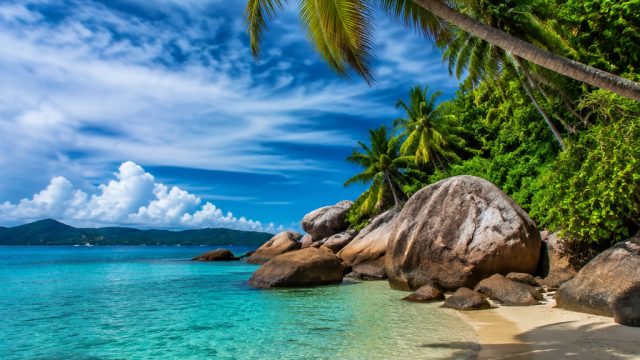 Vibrant Tropical Wallpapers to Energize Your Screens | data kel hk 2021, gudang bet88 slot, the back