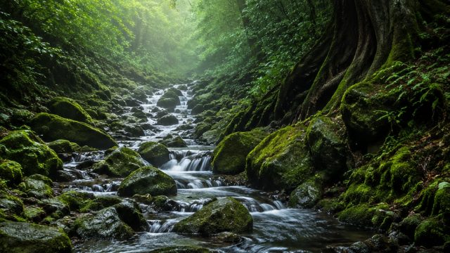 Explore the Magic of Enchanted Forest Wallpapers | no hongkong yg keluaran mlm ini, hk pools result