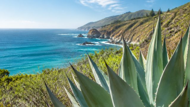 Discover the Vibrant Energy of Summer with Our Agave Gallery Wallpaper