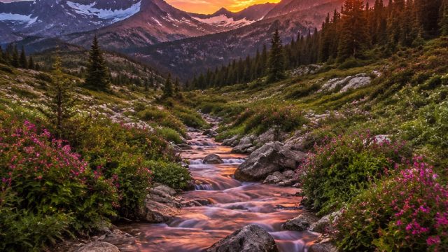 Vibrant Visuals: Celebrating the Art of Colorful Backdrops